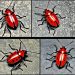 Types of Red Bugs and Identification Tips